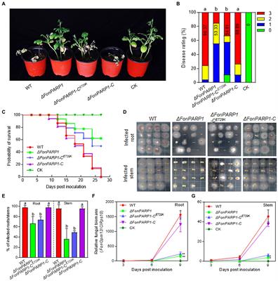 The Ser/Thr protein kinase FonKin4-poly(ADP-ribose) polymerase FonPARP1 phosphorylation cascade is required for the pathogenicity of watermelon fusarium wilt fungus Fusarium oxysporum f. sp. niveum